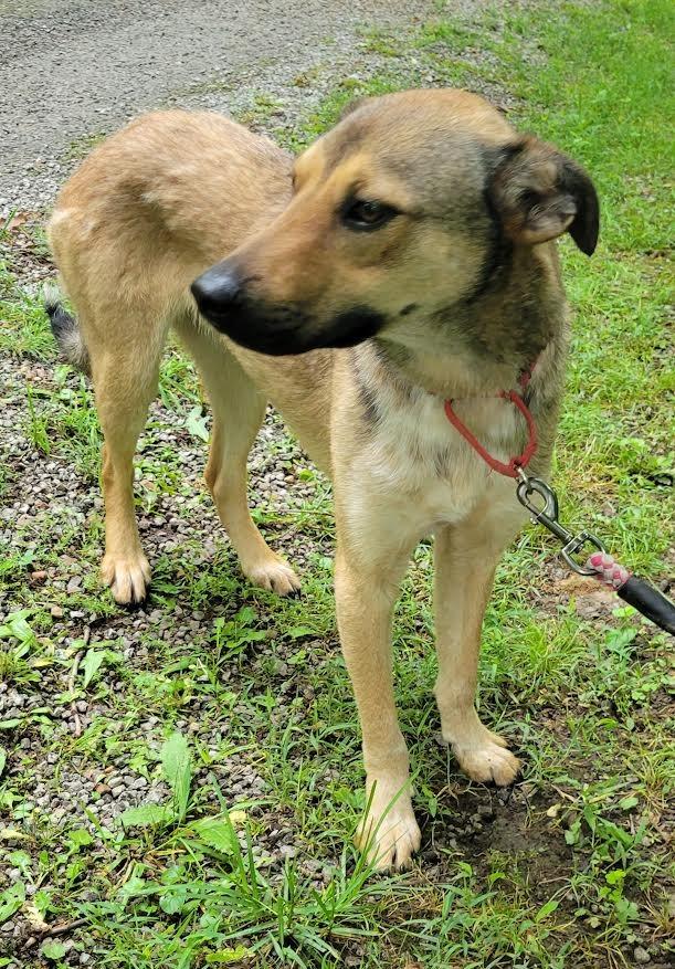 Enlarge Hugh, a Adoptable mixed breed in Crossville, TN image 3/6