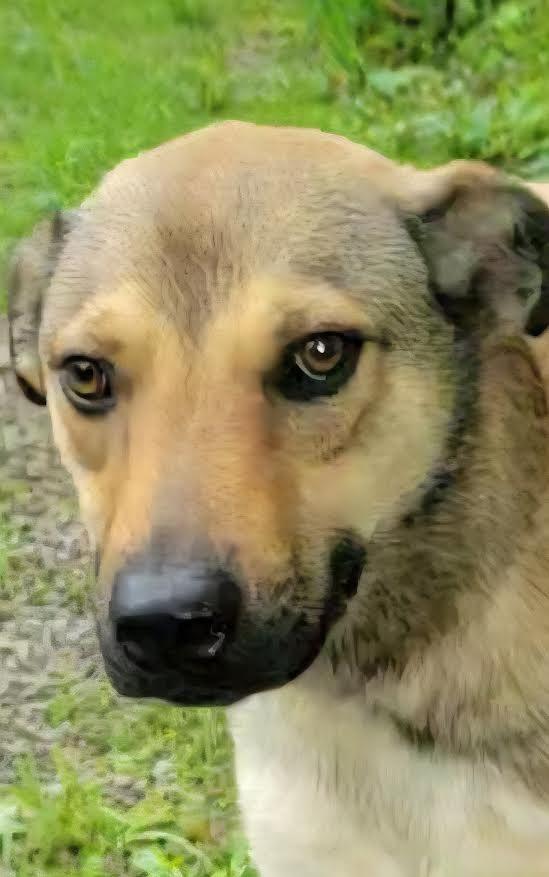 Enlarge Hugh, a Adoptable mixed breed in Crossville, TN image 4/6