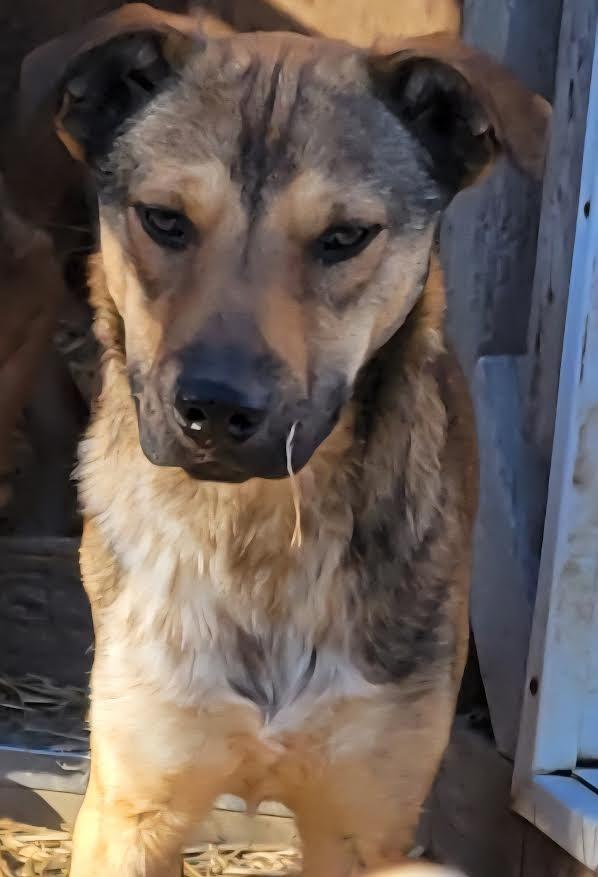 Enlarge Hugh, a Adoptable mixed breed in Crossville, TN image 2/6