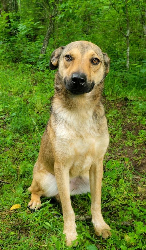 Enlarge Hugh, a Adoptable mixed breed in Crossville, TN image 5/6