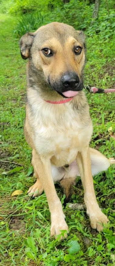 Enlarge Hugh, a Adoptable mixed breed in Crossville, TN image 6/6