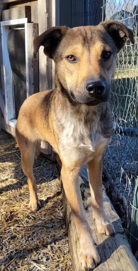 Enlarge Hugh, a Adoptable mixed breed in Crossville, TN image 4/6