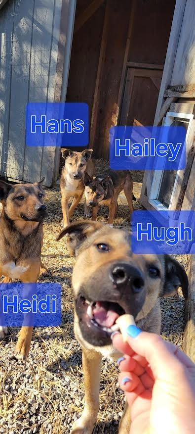 Enlarge Hugh, a Adoptable mixed breed in Crossville, TN image 5/6