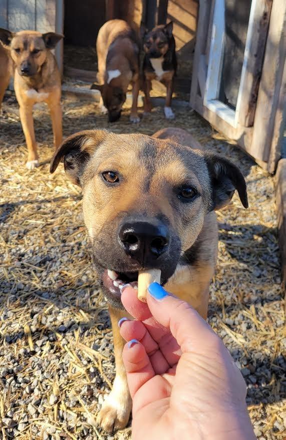 Enlarge Hugh, a Adoptable mixed breed in Crossville, TN image 6/6