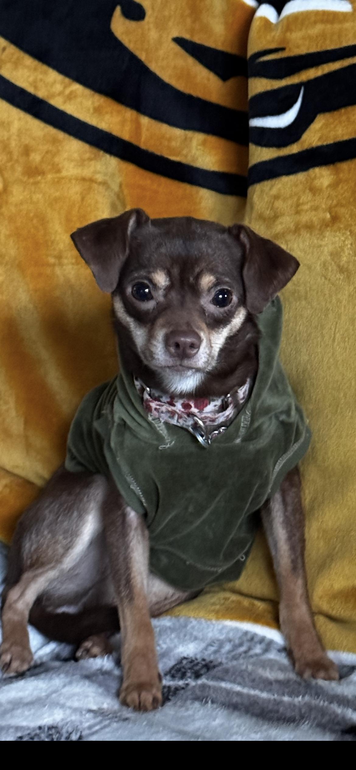 Enlarge Pidge, a ADOPTABLE mixed breed in Saint Louis, MO image 2/2