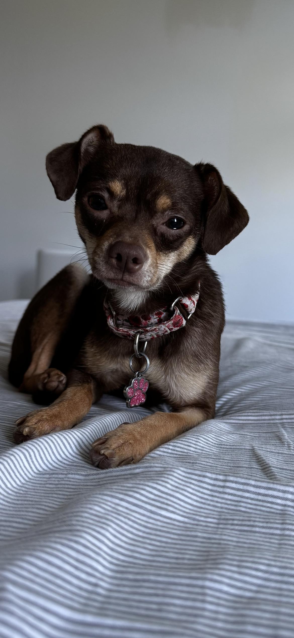 Pidge, ADOPTABLE, Young Female Miniature Pinscher.