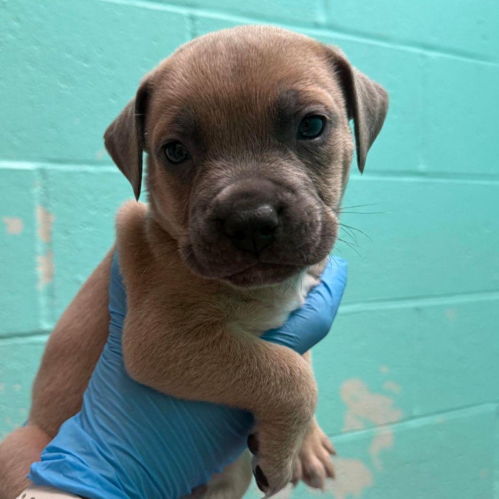 Enlarge PLUTO, a ADOPTABLE mixed breed in Joshua Tree, CA image 1/1