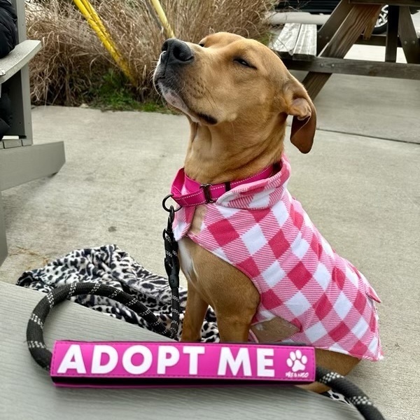 Enlarge Willow, a Adopted mixed breed in Lake Wylie, SC image 1/6