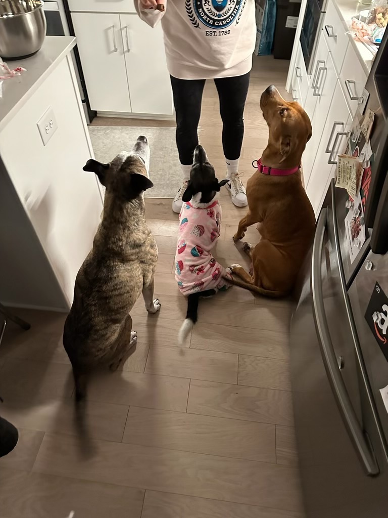 Enlarge Willow, a Adopted mixed breed in Lake Wylie, SC image 2/6