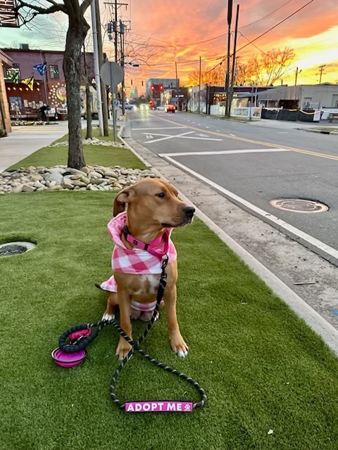 Enlarge Willow, a Adopted mixed breed in Lake Wylie, SC image 3/6