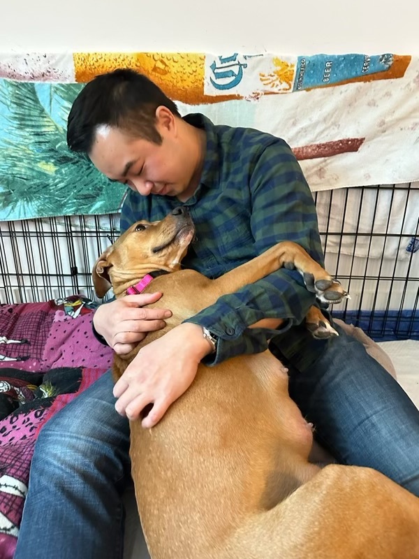 Enlarge Willow, a Adopted mixed breed in Lake Wylie, SC image 5/6