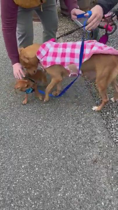 Enlarge Willow, a Adopted mixed breed in Lake Wylie, SC video 6/6