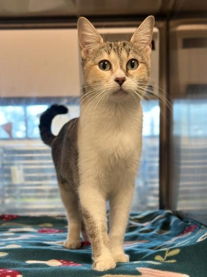 Enlarge Atara, a Adoptable mixed breed in Carrollton, TX image 2/2