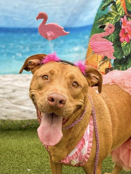 Stella, a Adoptable mixed breed in Gainesville, FL image 2/3