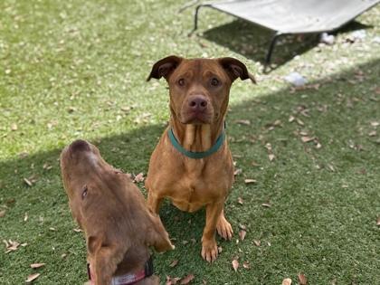 Stella, Adoptable, Adult Female Hound & Mixed Breed.