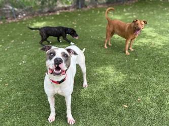 Stella, a Adoptable mixed breed in Gainesville, FL image 3/3