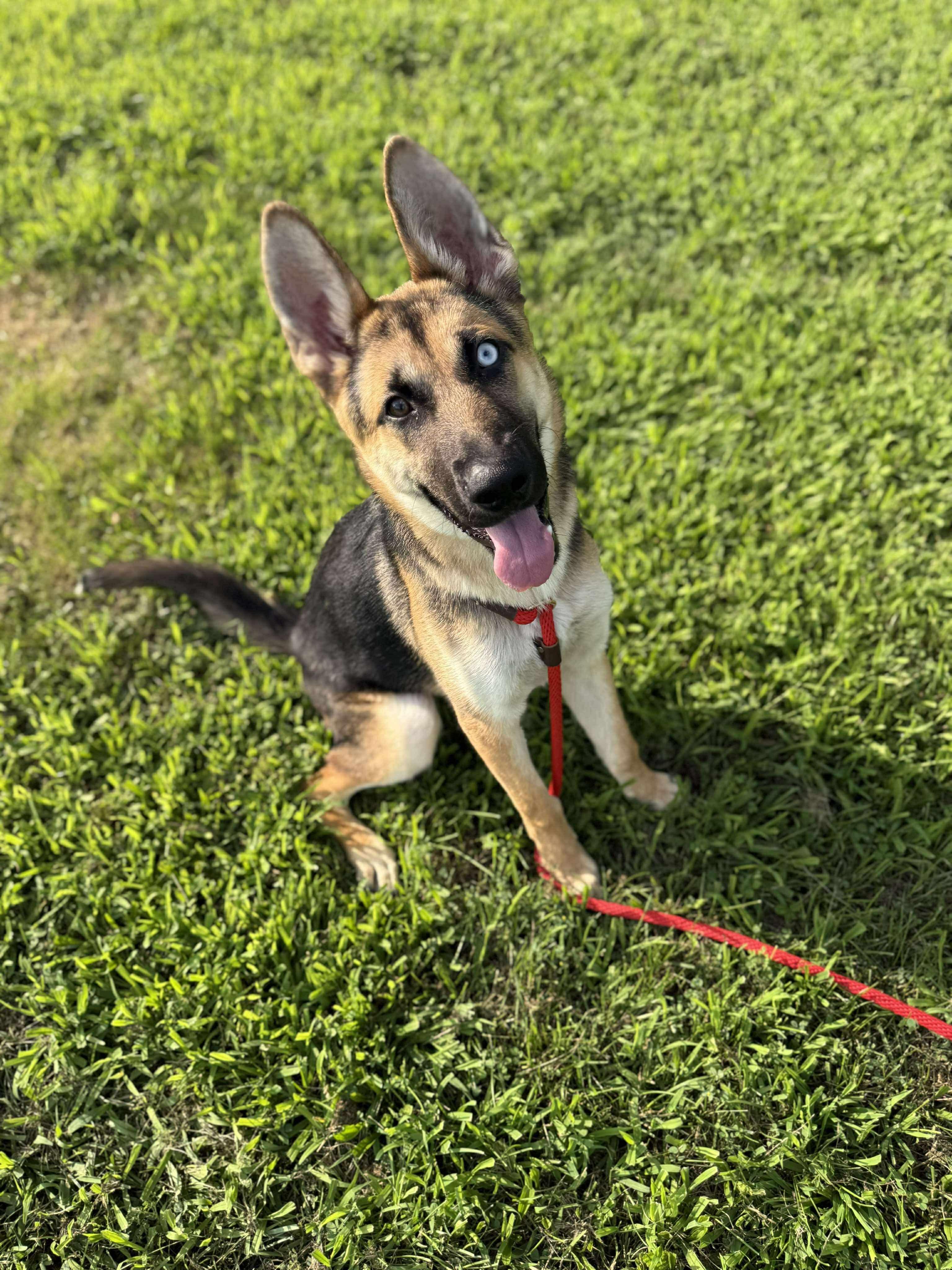 Harper, Adoptable, Young Female German Shepherd Dog.