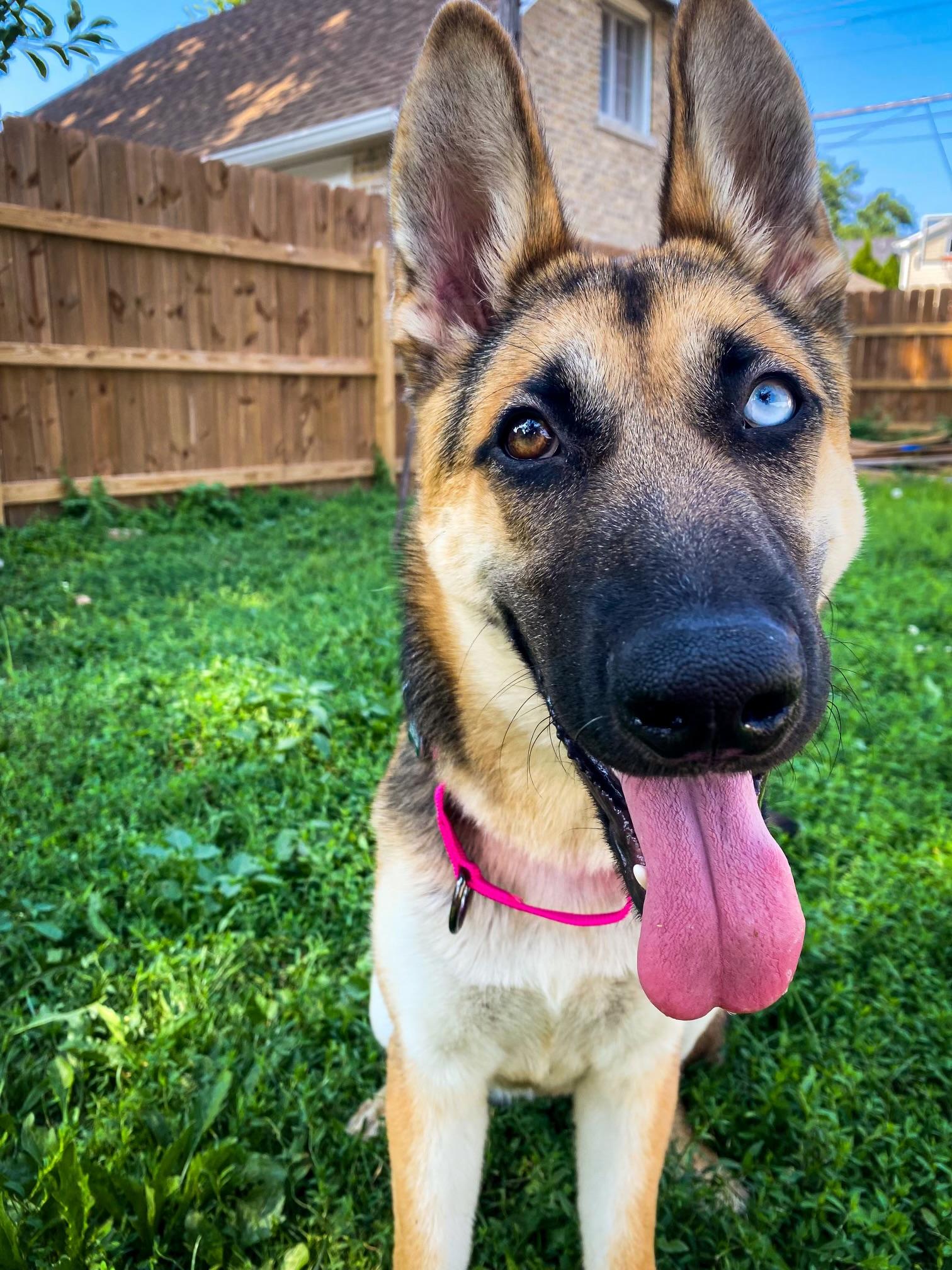 Harper, a Adoptable German Shepherd Dog in Chicago, IL image 4/5