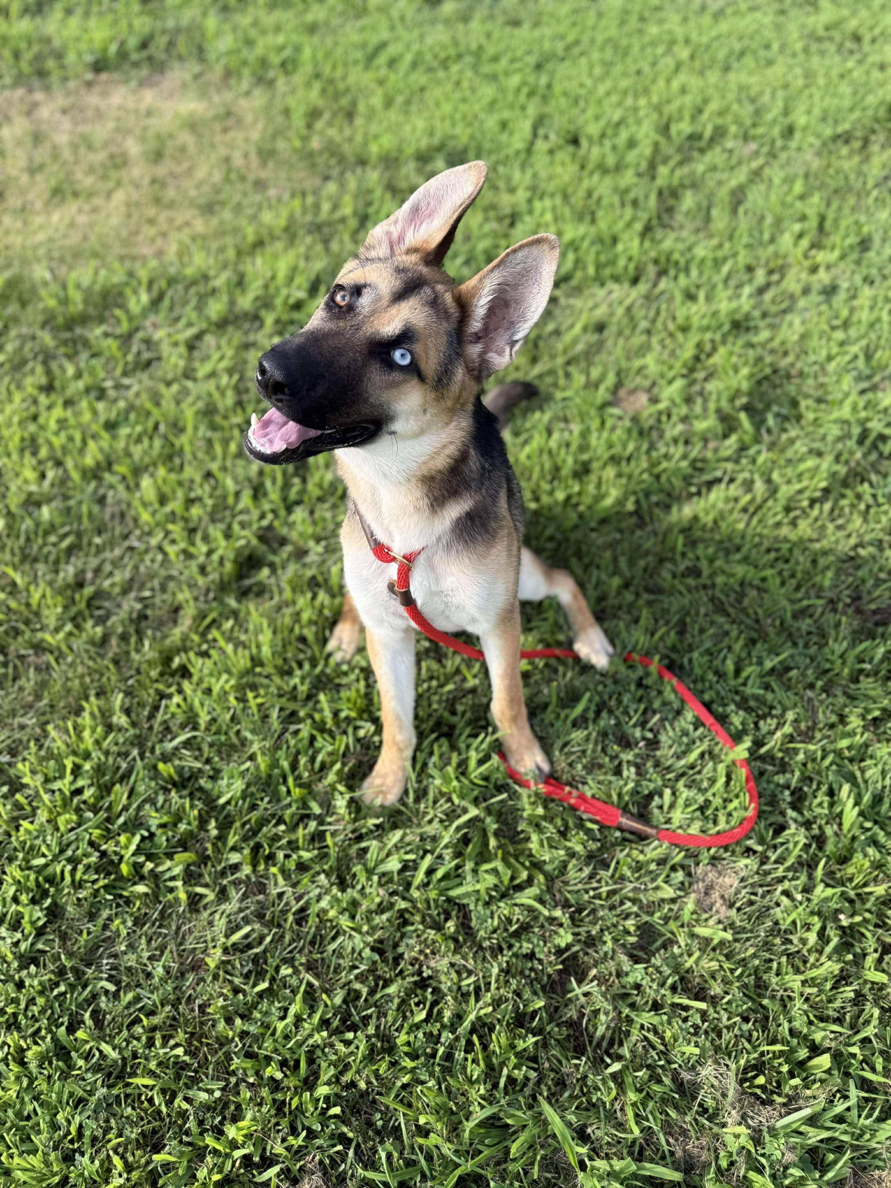 Harper, a Adoptable German Shepherd Dog in Chicago, IL image 5/5