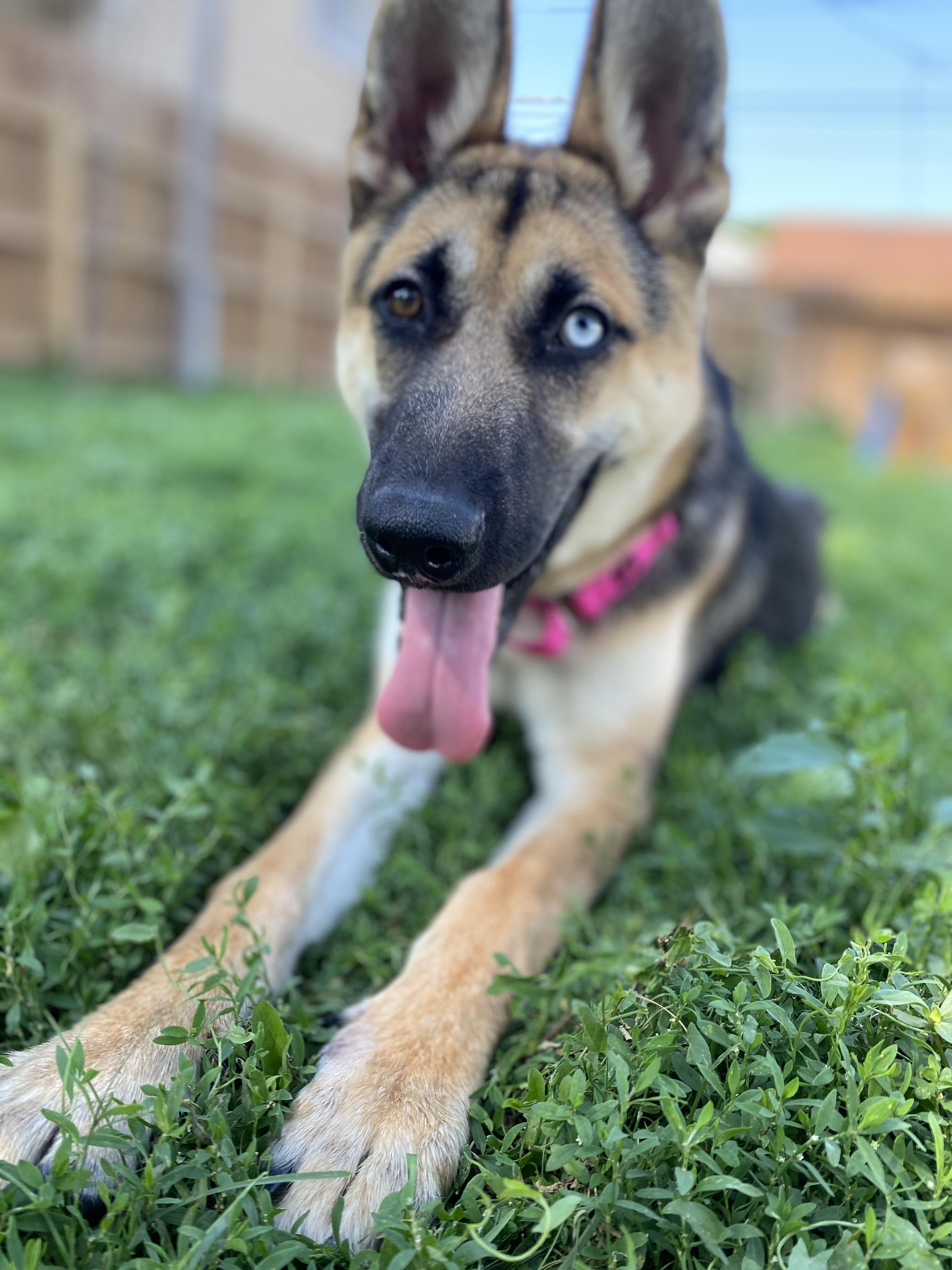 Harper