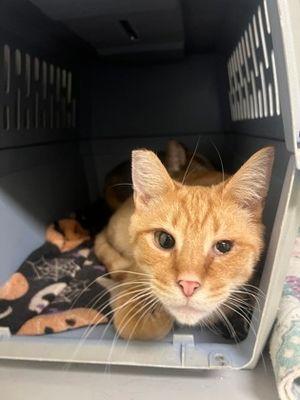 Enlarge Ledger, a ADOPTABLE Domestic Short Hair in Williamsport, PA image 2/2