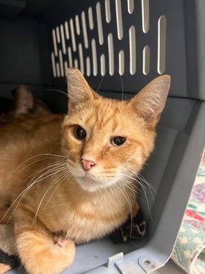 Enlarge Ledger, a ADOPTABLE Domestic Short Hair in Williamsport, PA image 1/2