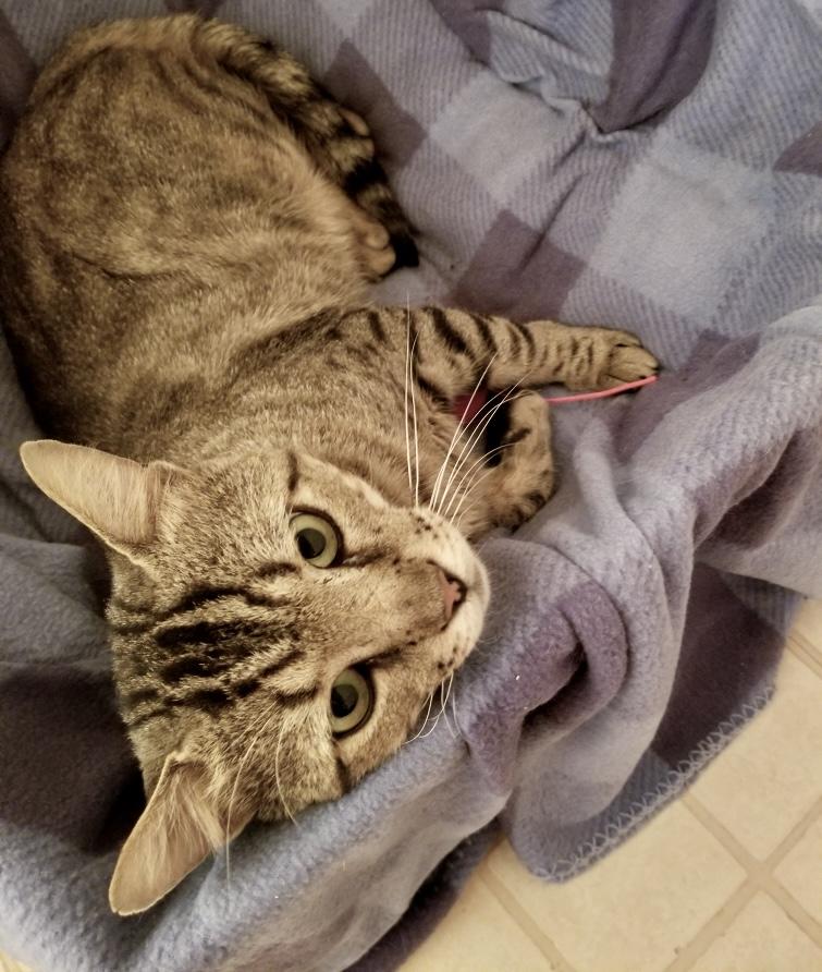 Tristan, Adoptable, Adult Male Tabby & Domestic Short Hair.