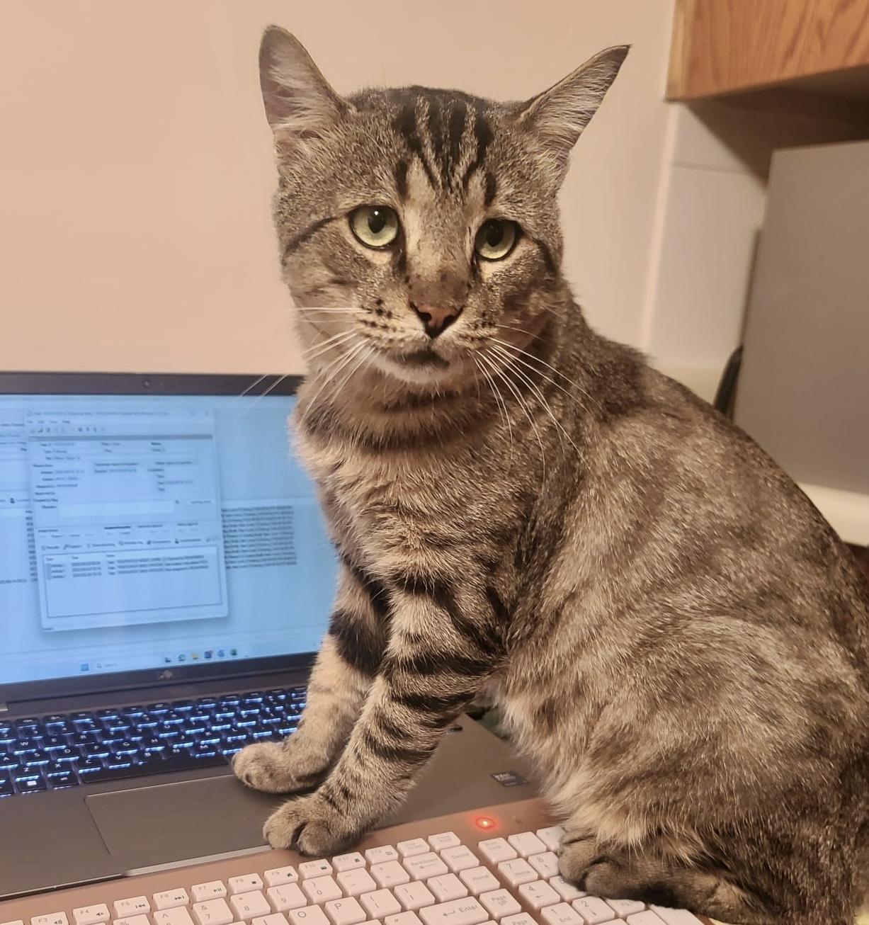 Enlarge Tristan, a Adoptable mixed breed in Toronto, ON image 2/6