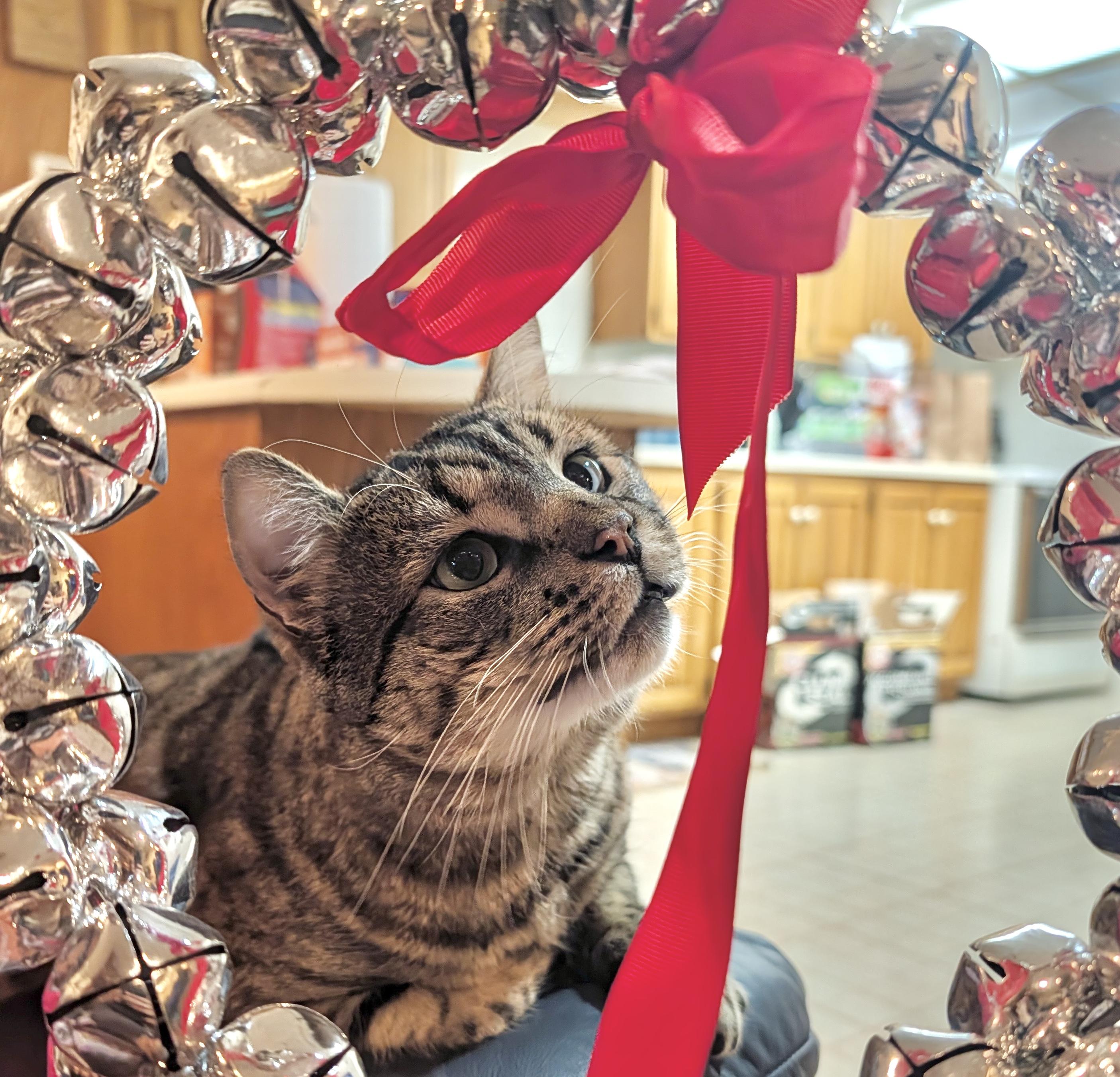 Enlarge Tristan, a Adoptable mixed breed in Toronto, ON image 2/5