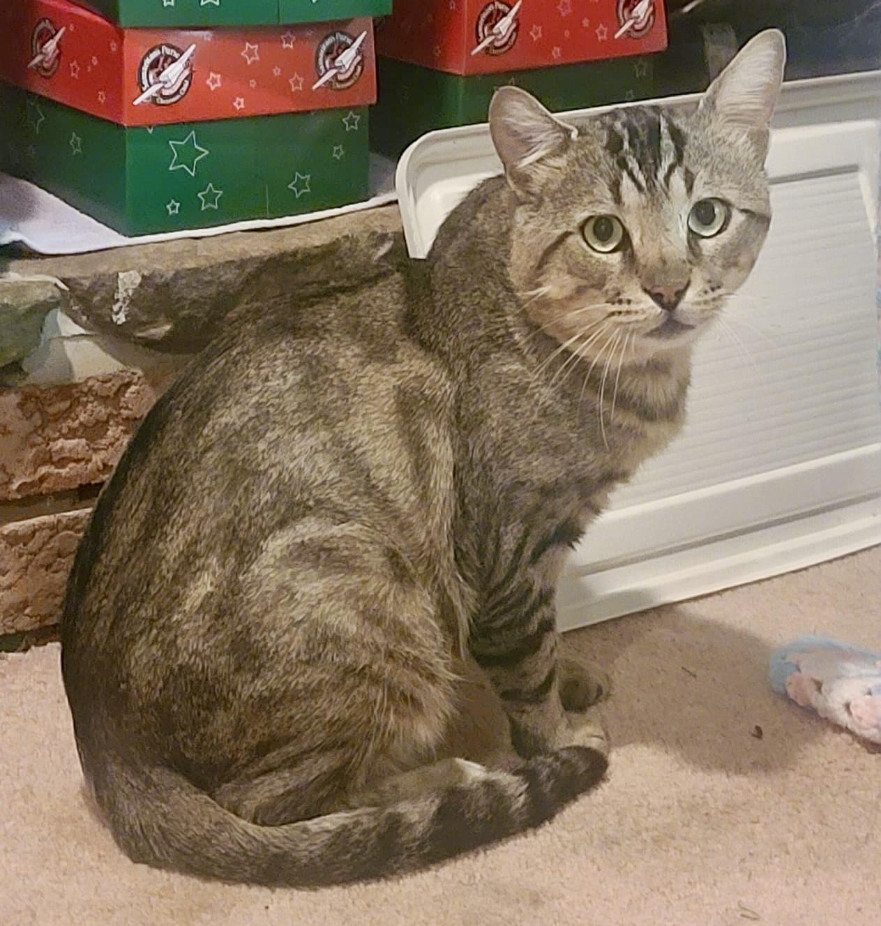 Enlarge Tristan, a Adoptable mixed breed in Toronto, ON image 3/6