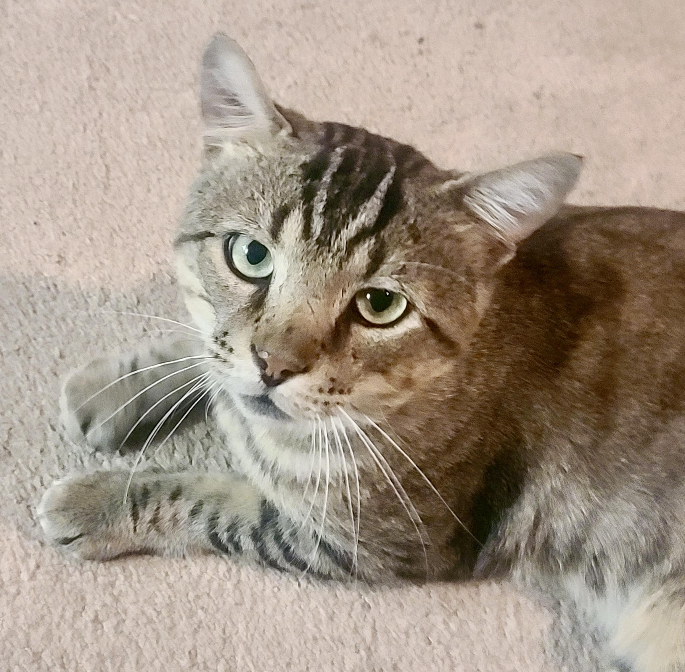 Enlarge Tristan, a Adoptable mixed breed in Toronto, ON image 5/6