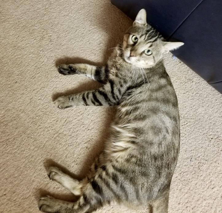 Enlarge Tristan, a Adoptable mixed breed in Toronto, ON image 6/6