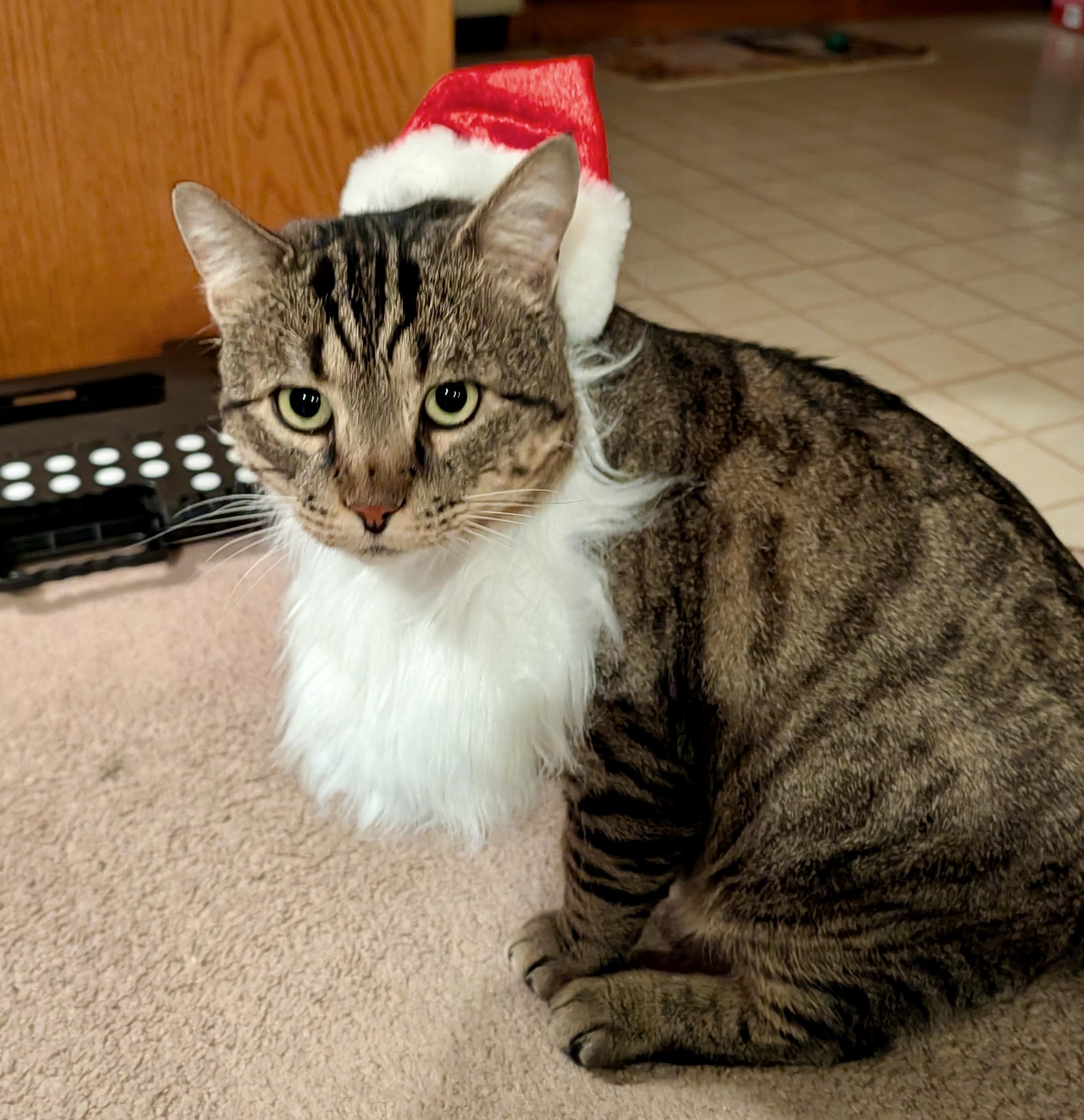 Enlarge Tristan, a Adoptable mixed breed in Toronto, ON image 4/5