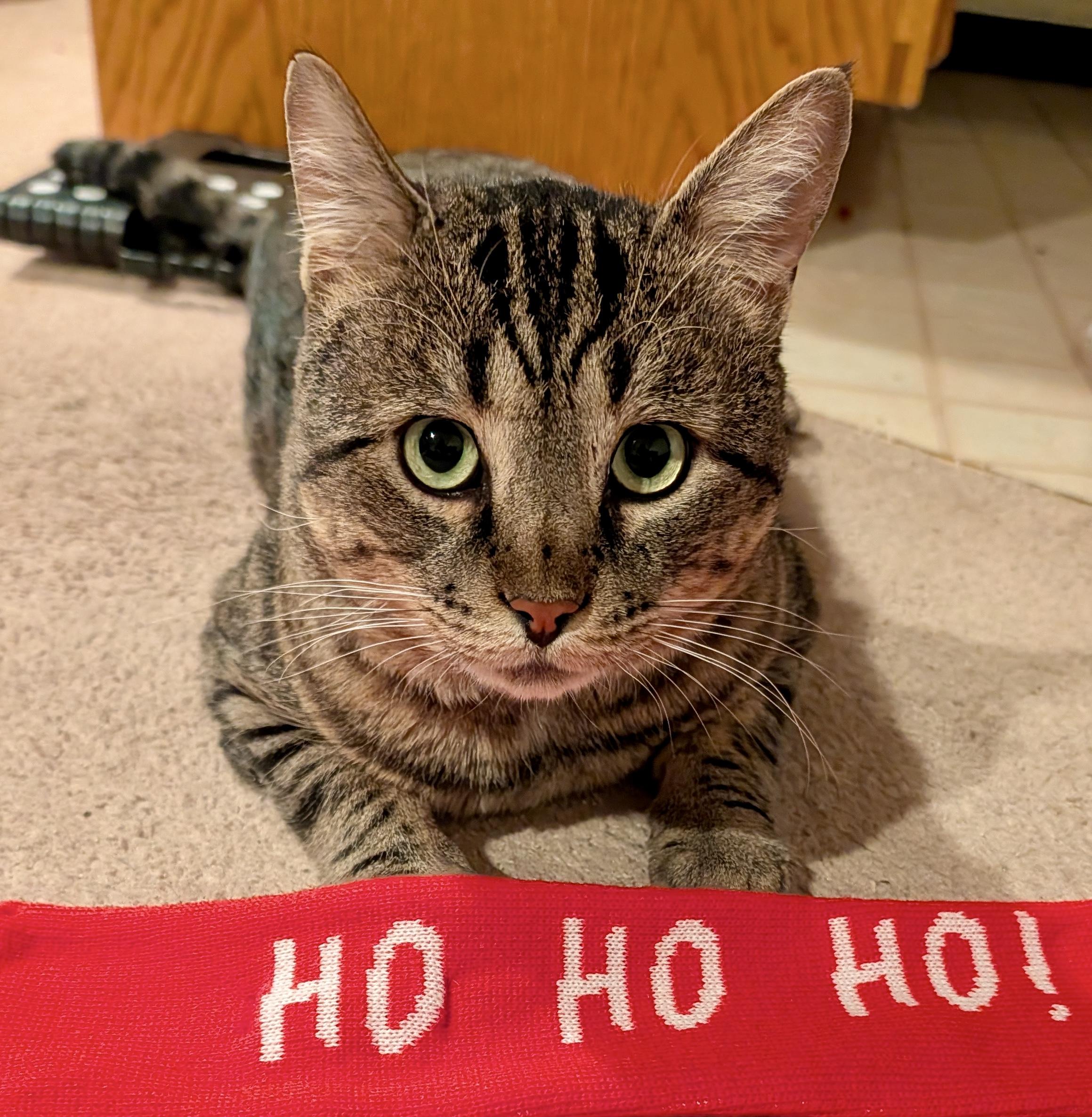 Tristan, Adoptable, Adult Male Tabby & Domestic Short Hair.