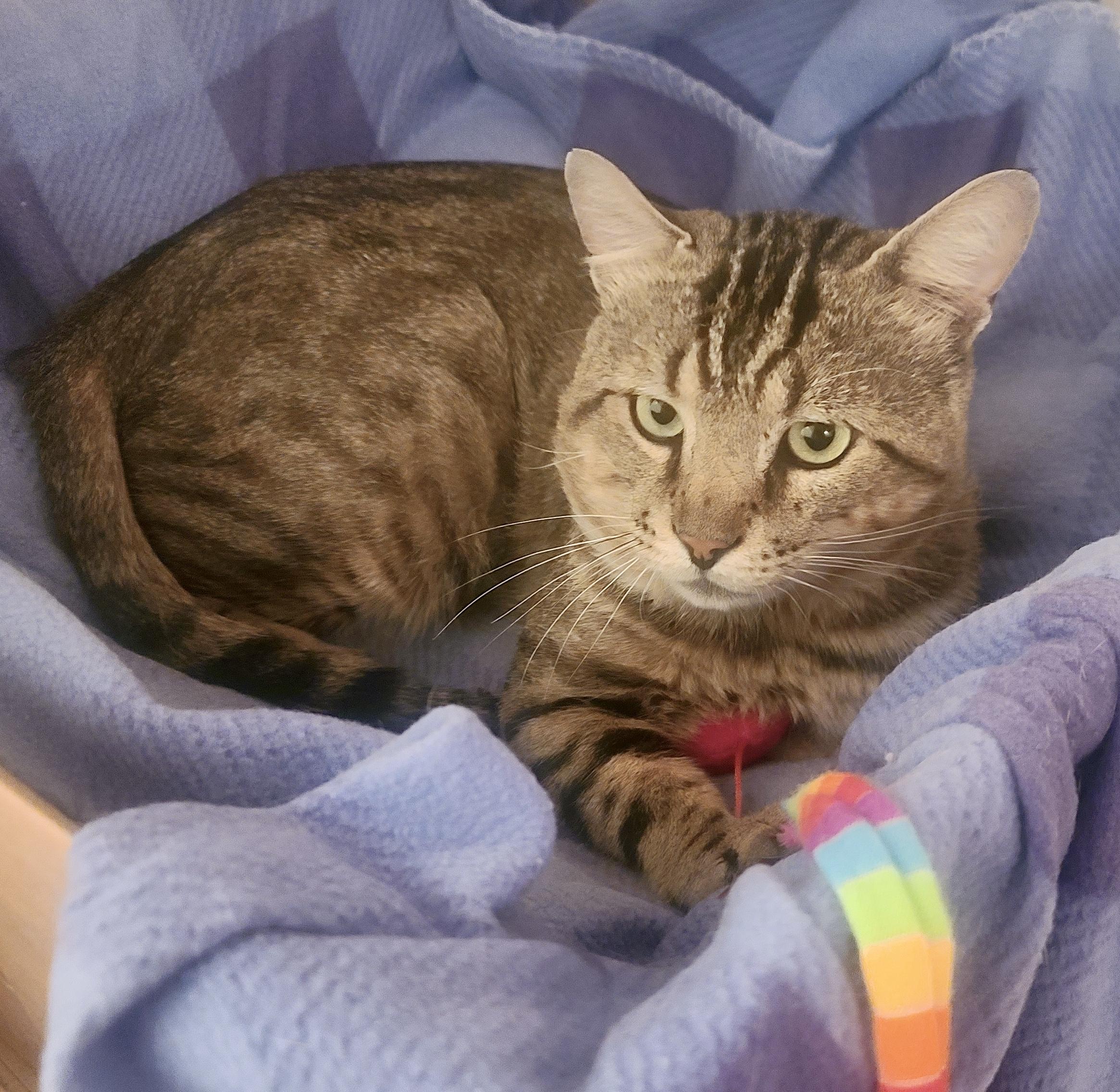 Enlarge Tristan, a Adoptable mixed breed in Toronto, ON image 4/6