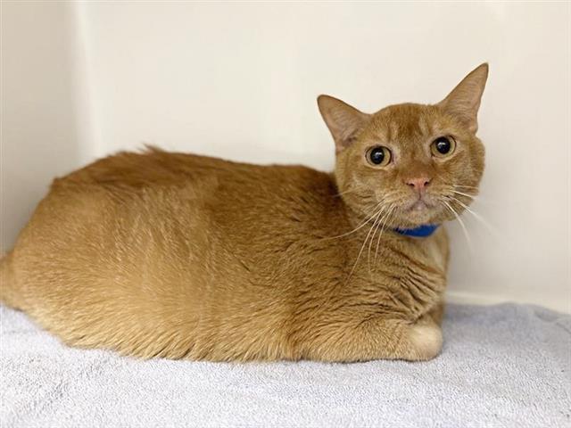 CLYDE, Adoptable, Adult Male Domestic Short Hair.