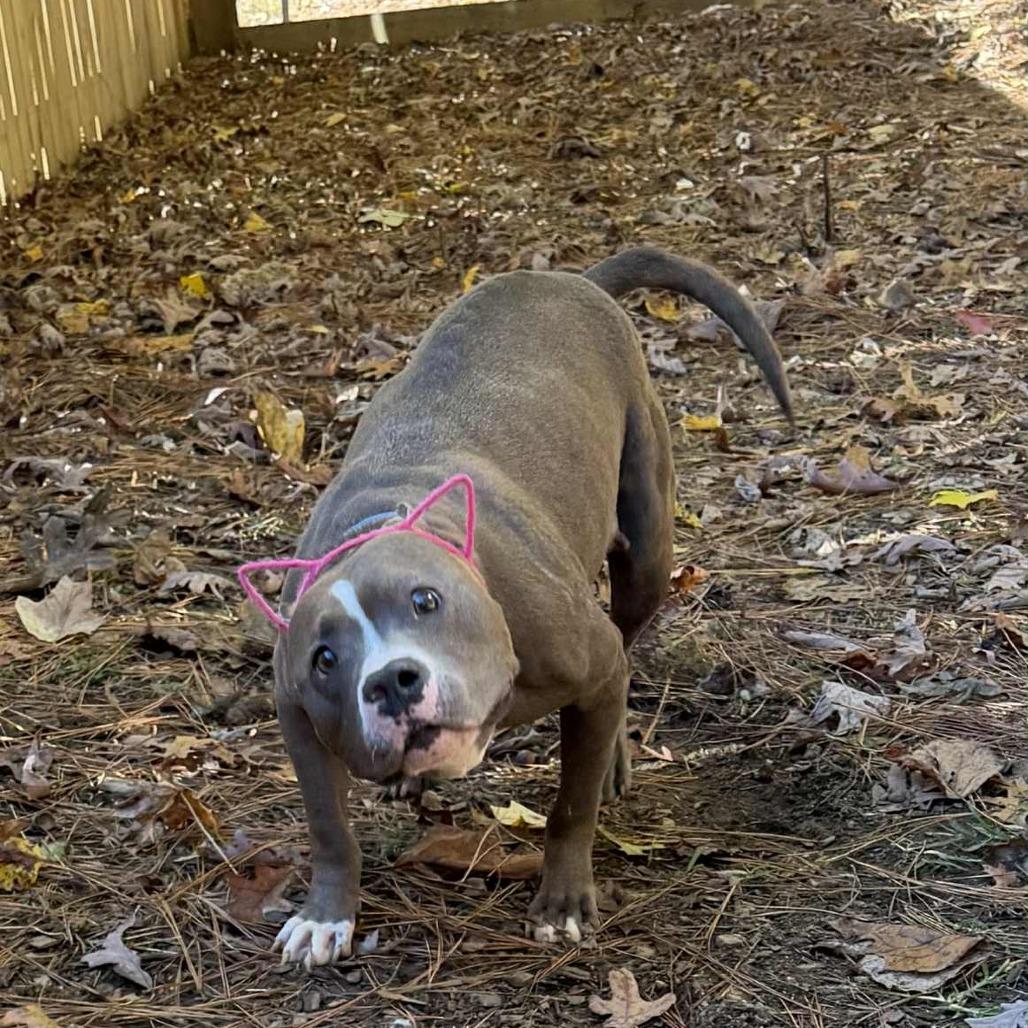 Enlarge Miara, a Adoptable Mixed Breed in Fredericksburg, VA image 1/6