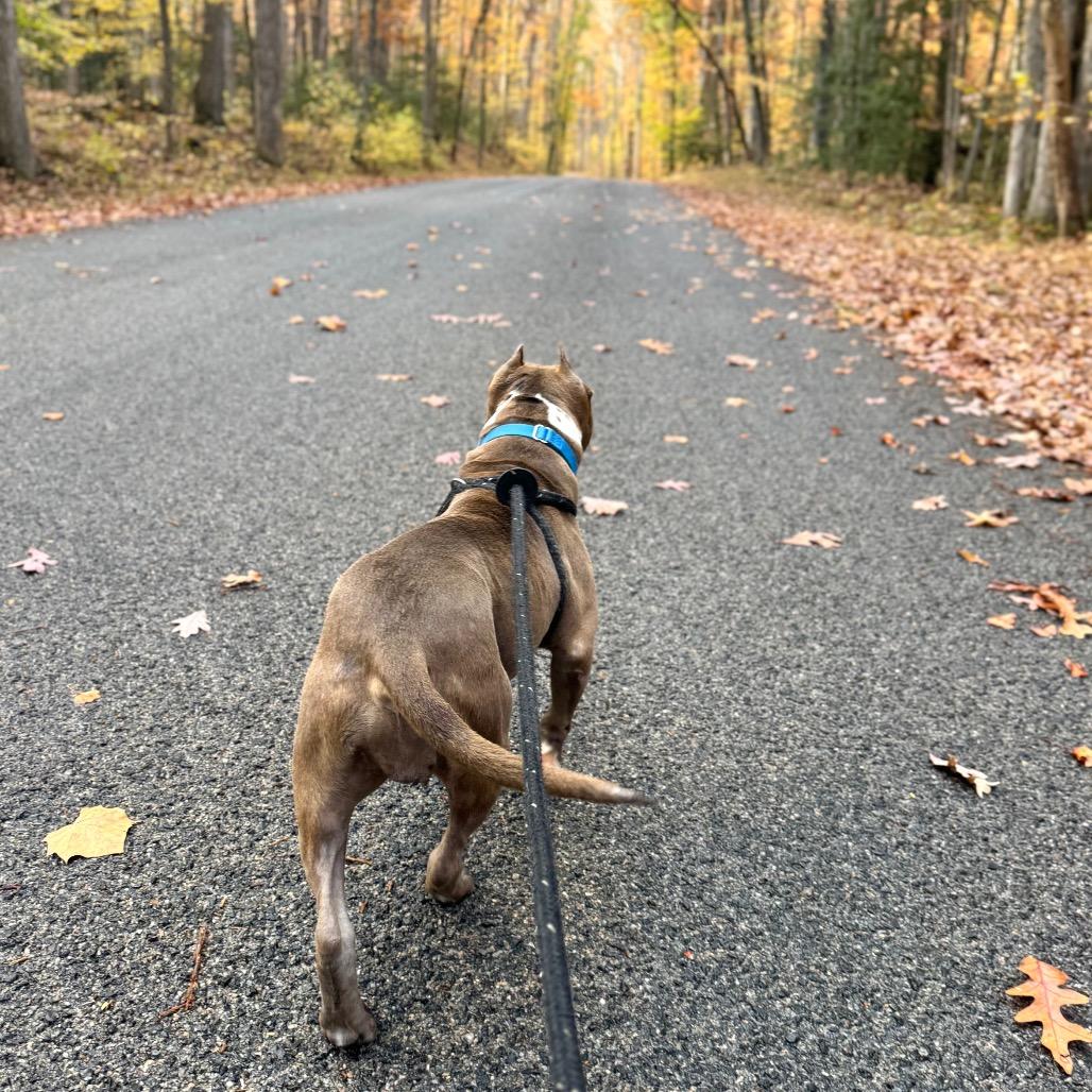 Enlarge Miara, a Adoptable Mixed Breed in Fredericksburg, VA image 2/6