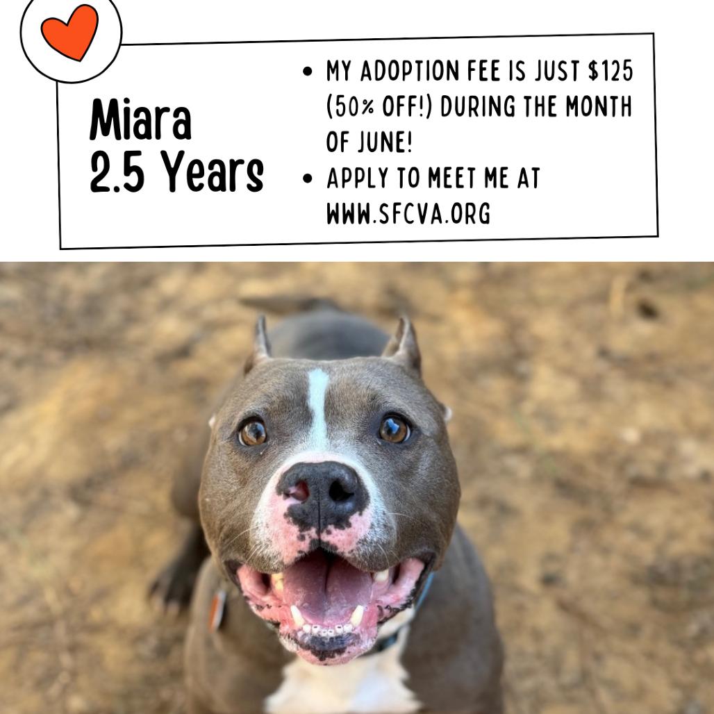 Miara, a Adoptable Mixed Breed in Fredericksburg, VA image 2/6
