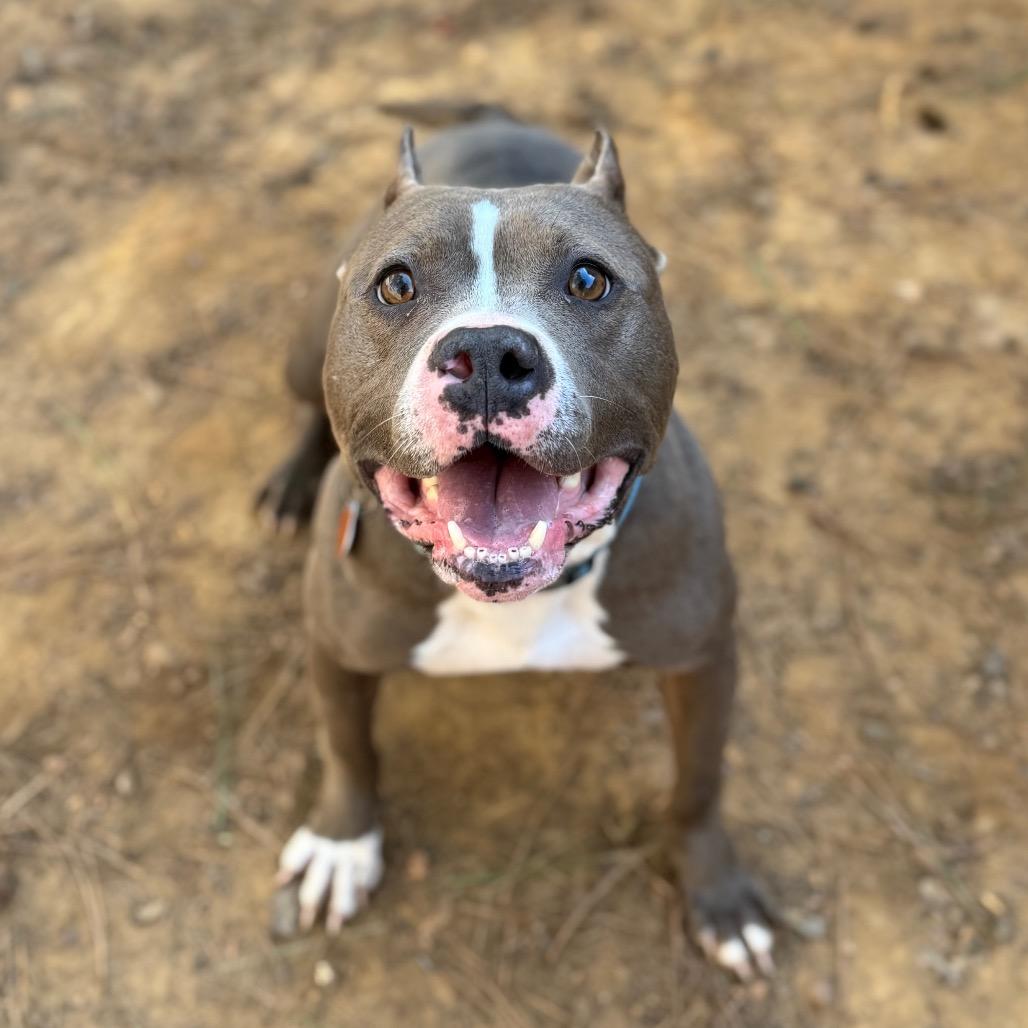 Miara, a Adoptable Mixed Breed in Fredericksburg, VA image 2/6