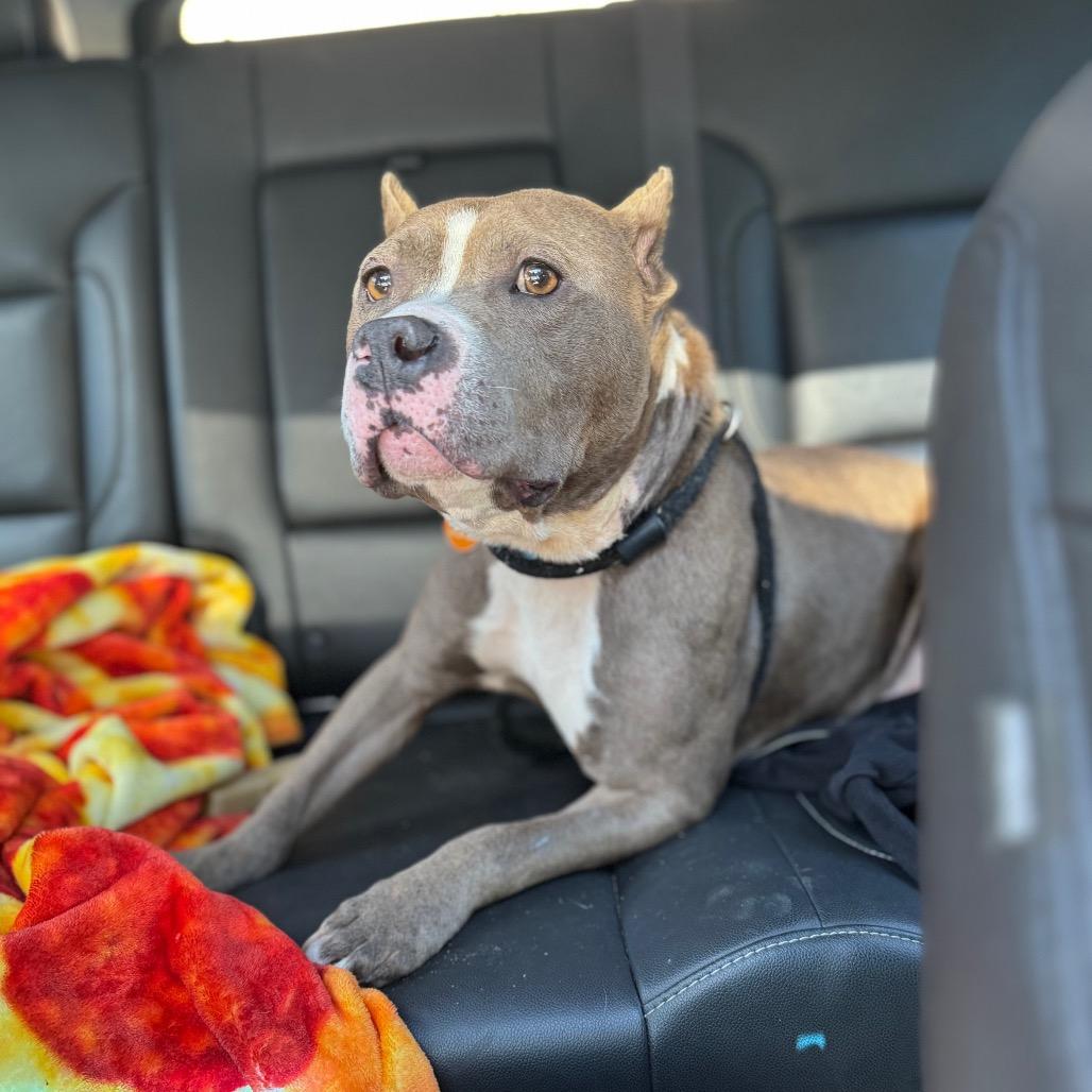 Enlarge Miara, a Adoptable Mixed Breed in Fredericksburg, VA image 3/6