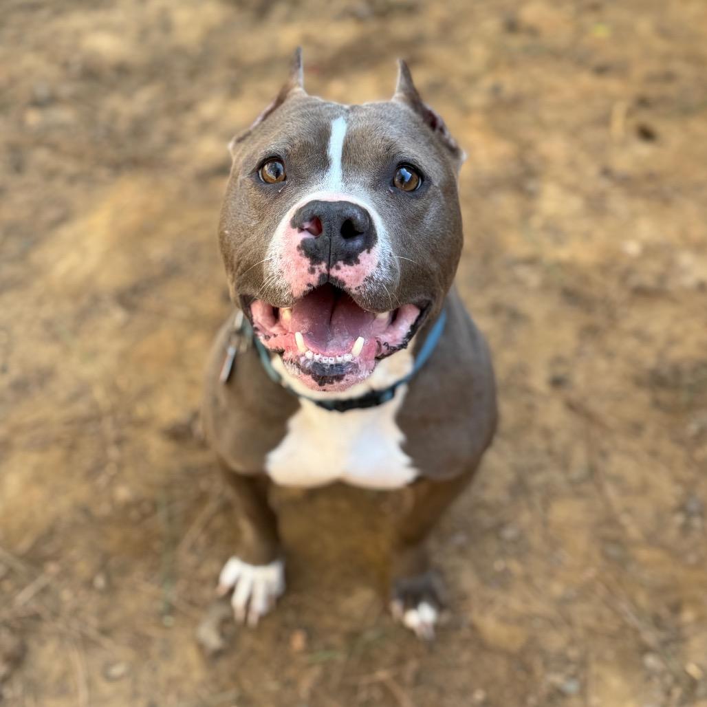 Enlarge Miara, a Adoptable Mixed Breed in Fredericksburg, VA image 4/6