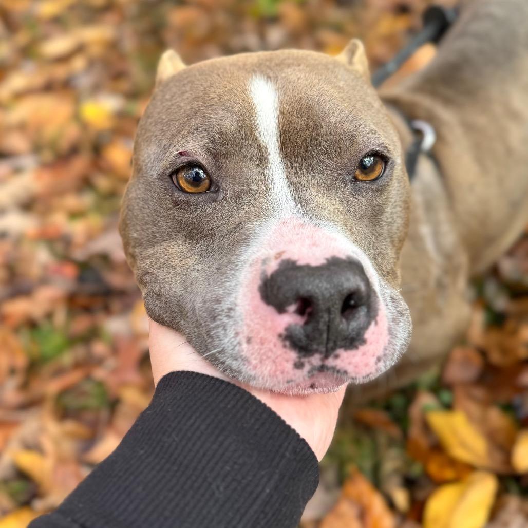 Enlarge Miara, a Adoptable Mixed Breed in Fredericksburg, VA image 4/6