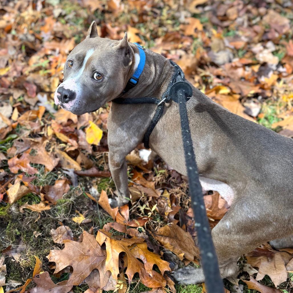 Miara, a Adoptable Mixed Breed in Fredericksburg, VA image 5/6