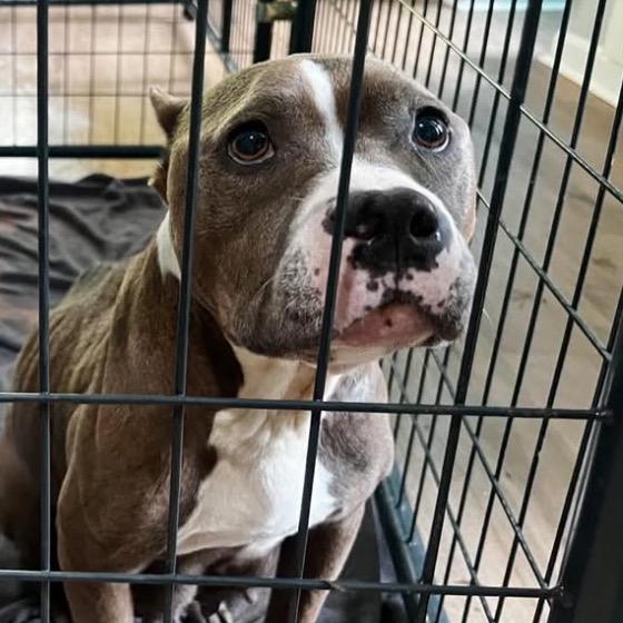 Enlarge Miara, a Adoptable Mixed Breed in Fredericksburg, VA image 5/6