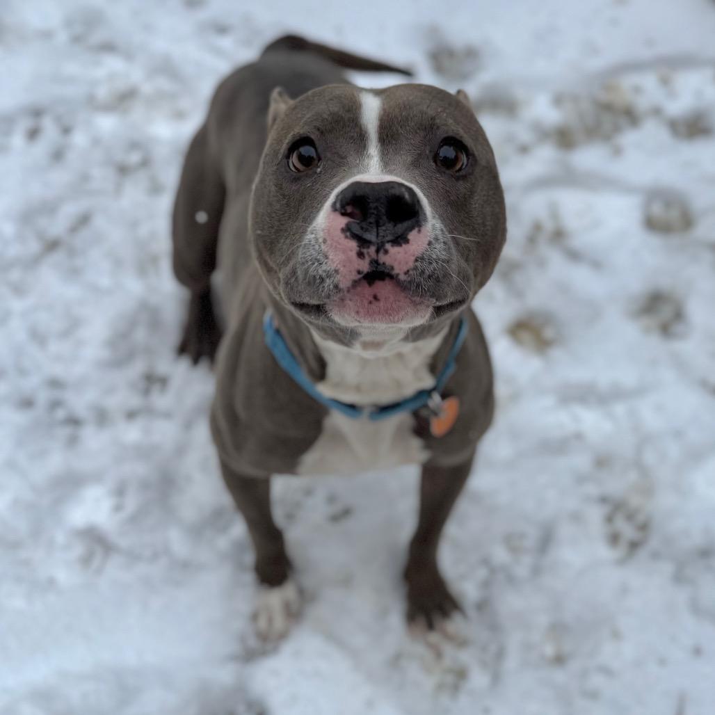 Enlarge Miara, a Adoptable Mixed Breed in Fredericksburg, VA image 5/6