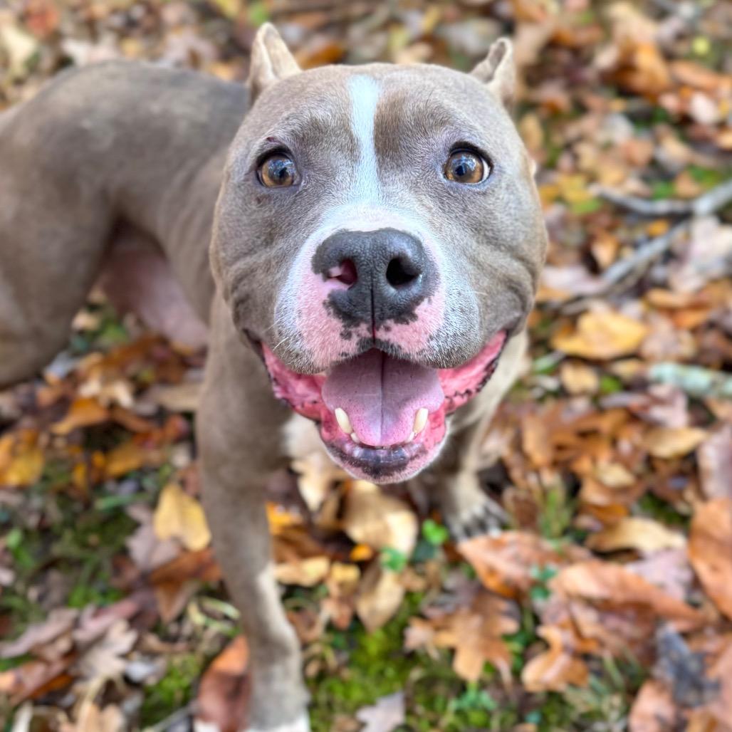 Enlarge Miara, a Adoptable Mixed Breed in Fredericksburg, VA image 6/6