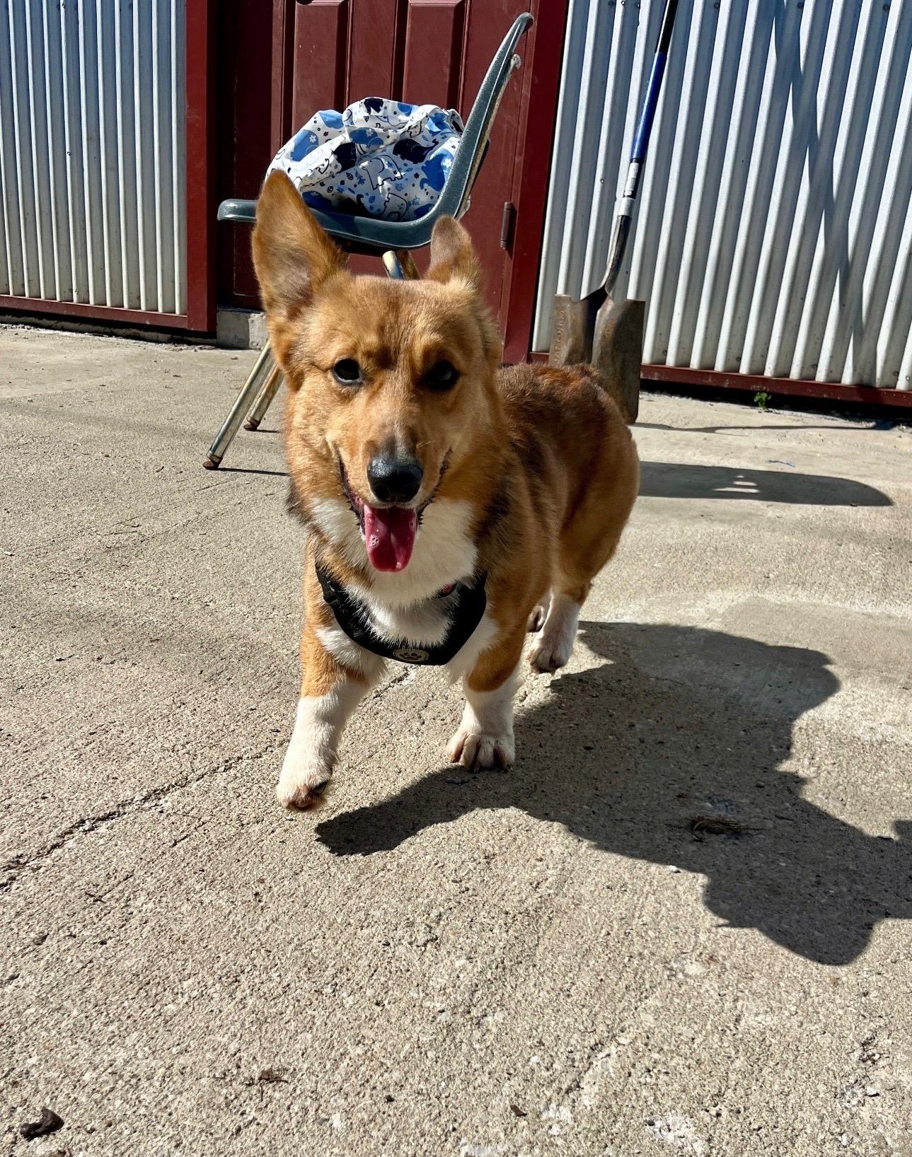 Henry, an adopted Corgi in Lexington, KY image 3/3