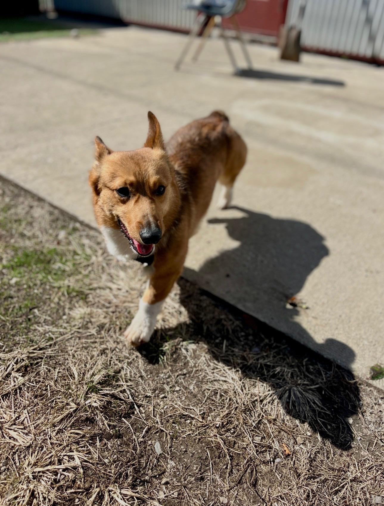 Henry, an adopted Corgi in Lexington, KY image 1/3