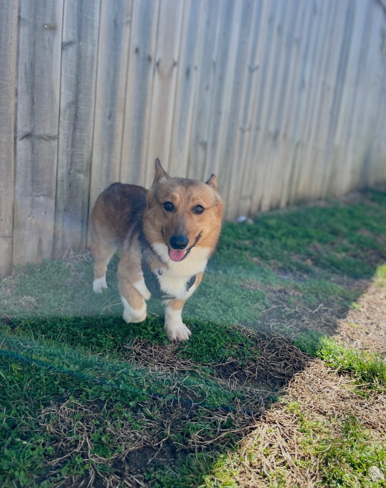 Henry, an adopted Corgi in Lexington, KY image 2/3
